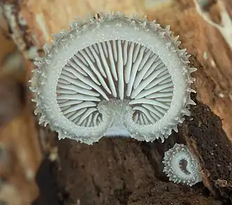 Image 44Hohenbuehelia mastrucata mushroom growing in Busse Woods, Elk Grove Village. Image credit: Rocky Houghtby (photographer), Leoboudv (upload) (from Portal:Illinois/Selected picture)