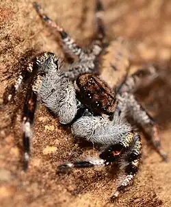 male H. vellerea