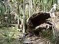 Another view of the fallen tree