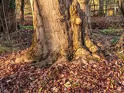 Base of trunk