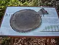 Plaque in Haarlemmerhout next to old treestump.