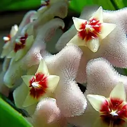 Closeup of flowers