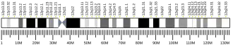 Chromosome 12 (human)