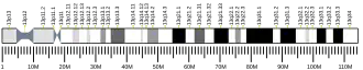 Chromosome 13 (human)