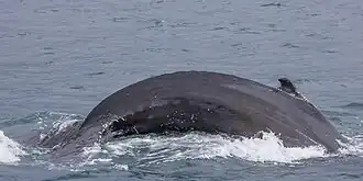 adult female diving in Iceland