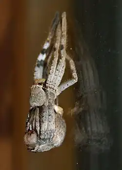Isopeda villosa extricating itself from its old exoskeleton