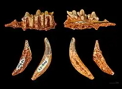 Hyaenodon filholi
