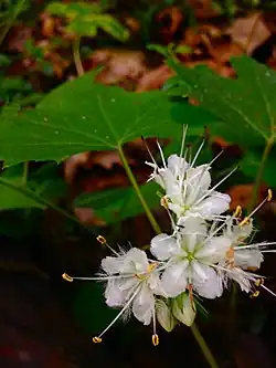 In flower in Maryland