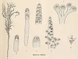Drawing of Hydrurus foetidus