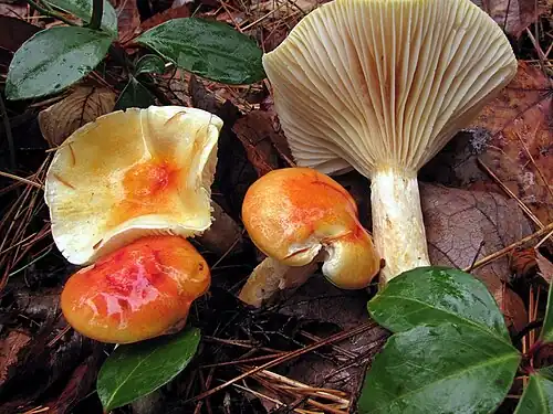 H. speciosus