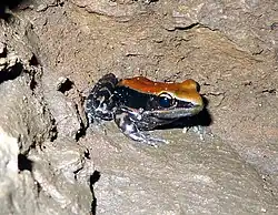 Hylarana malabarica inside the Cave