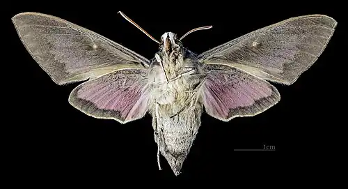Female ventral