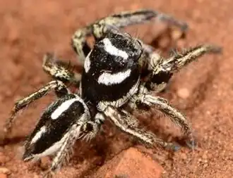 male H. argyrotoxus