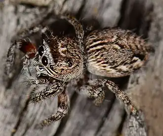juvenile female