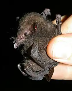 Brown bat