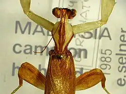 Mounted adult male