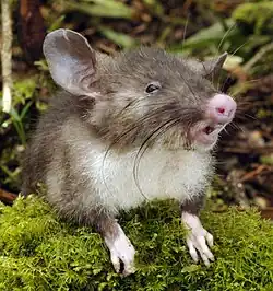 Brown and white rat