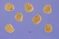 Henbane seeds