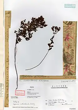 Dried stem and leaf specimen of Hypericum iwatelittorale with collection notes