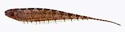 image of bluntnose knifefish