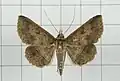 Hypospila bolinoides
