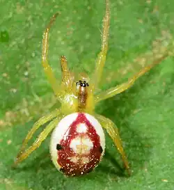 juvenile