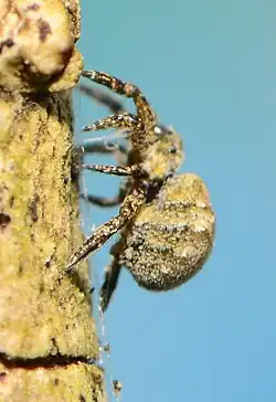 H. akermani