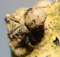 juvenile female