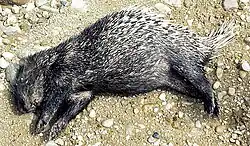 Black and white porcupine