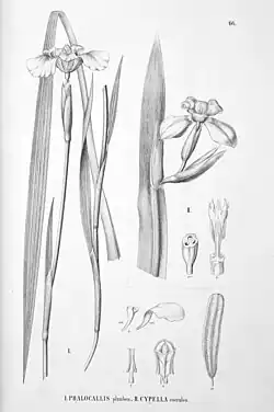 1. Trimezia martinicensis and 2. Trimezia coerulea