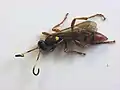 Ichneumon laetus female