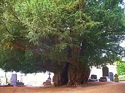 The Estry Yew, Normandy, France