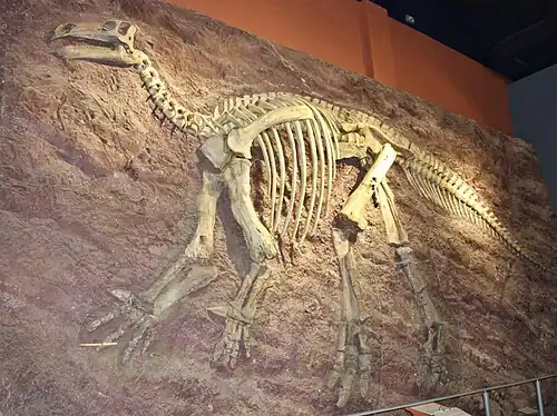 Pink Iggy, Iguanodon skeleton