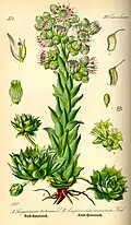 Illustration from Otto Wilhelm Thomé, Flora von Deutschland, Österreich und der Schweiz, 1885