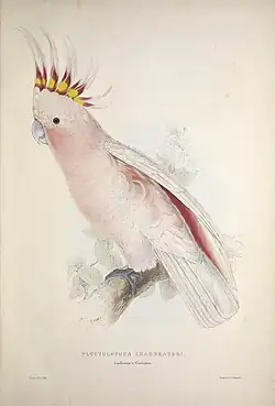 "Plyctolophus leadbeateri, Leadbeater's Cockatoo" in Lear's influential 1832 monograph