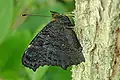Peacock butterfly, Aglais io, is a cryptic leaf mimic when its wings are closed.