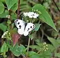 Indian cabbage white (Pieris canidia) on C. odorata, India