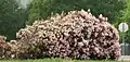 An Indian hawthorn bush at a distance
