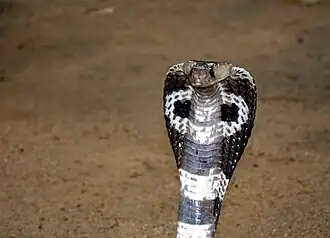 Head