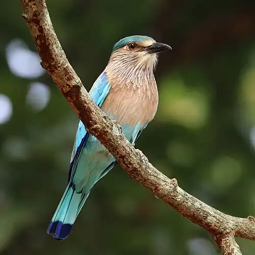 Image 5 Indian roller Photograph credit: Charles J. Sharp The Indian roller (Coracias benghalensis) is a member of the bird family Coraciidae, the rollers. It occurs widely from the Arabian Peninsula to the Indian subcontinent and is designated as Least Concern on the IUCN Red List. The bird is best known for the aerobatic displays of males during the breeding season. It is commonly found in open grassland and scrub forest habitats, and is often seen perched on roadside bare trees and wires, which give it a good view of the ground below where it finds its prey. Its diet consists mainly of insects such as beetles and grasshoppers, but also includes spiders, scorpions, amphibians and small reptiles. The largest population occurs in India, and several states in India have chosen it as their state bird. This picture shows an Indian roller of the benghalensis subspecies, photographed in Kanha Tiger Reserve in the Indian state of Madhya Pradesh. More selected pictures