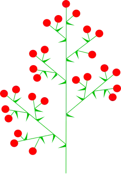 Panicle