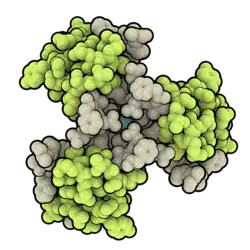 Space-filling model of an insulin degludec hexamer with lime green representing the A chain, tan representing the B chain, and teal representing the central zinc atom