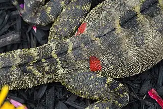 A water dragon that has been marked for research purposes.
