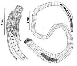 Two black and white line drawings of parasitic worms (Intraproboscis sanghae). On the left is a female with the focus on the proboscis and its hooks and on the right is a male where the whole worm is present and lines showing segmentation is shown on the trunk.