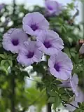 Flowers in Brazil