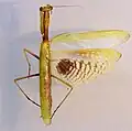 Iris oratoria from Zoologische Staatssammlung München
