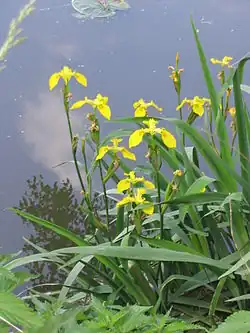 Yellow iris