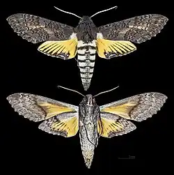 Isognathus