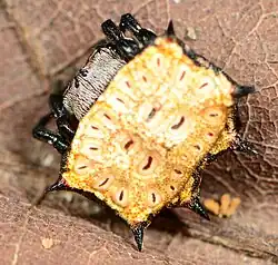 female