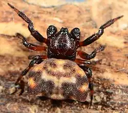 male